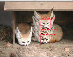 Family of Foxes