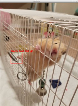 Syrian Hamster