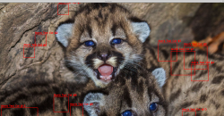 Mountain lion cubs