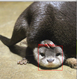 Otter