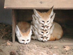 Family of Foxes