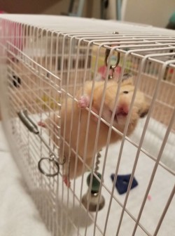 Syrian Hamster