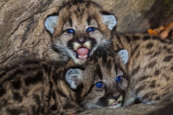 Mountain lion cubs