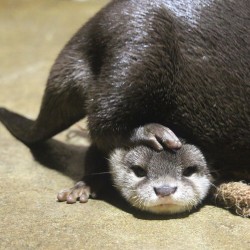 Otter