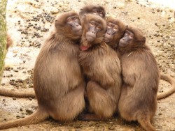 Baboons