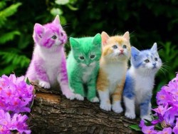 Rainbow Kittens